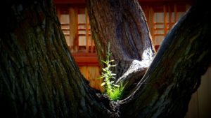 arbol dlegamas
